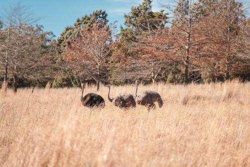 three elephants walking in a field of tall grass at La La Nathi Country Guesthouse in Harrismith