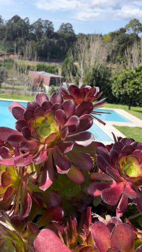 Κήπος έξω από το Quinta de VillaSete