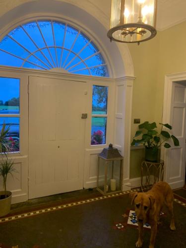 a dog standing in a room with a large window at Lisglassock House in Longford