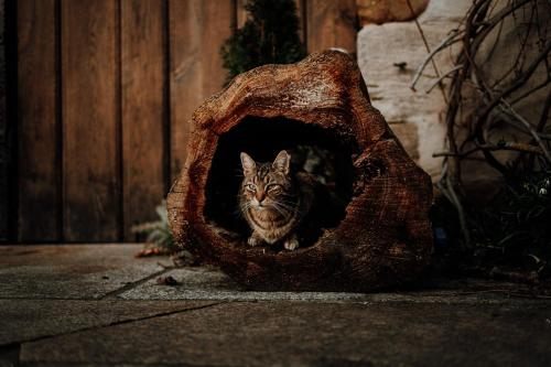 a cat sitting inside of a log cave at Rittergut Positz in Oppurg