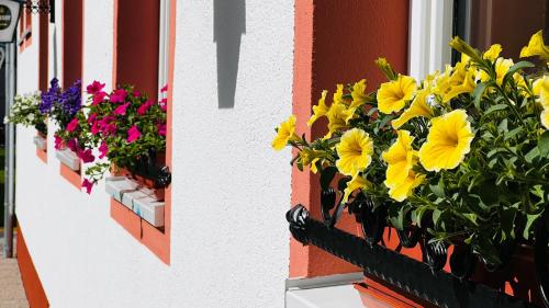 a bunch of yellow flowers in a window box at IMBACHHORN Pension in den Alpen in Fusch an der Glocknerstraße