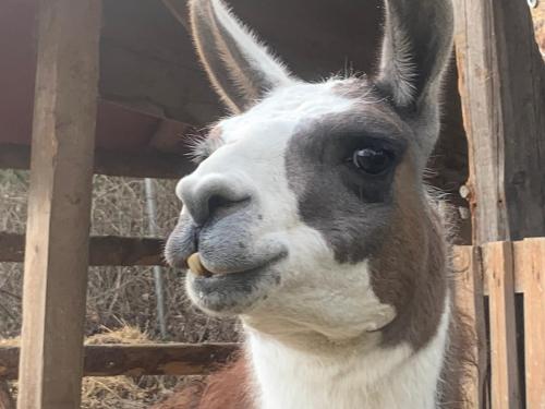 a close up of a llama with at PilgerRosenhof in Maria Taferl
