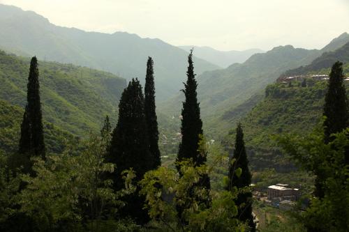a group of cypress trees in a valley with mountains at Aramyants Castle in Alaverdi