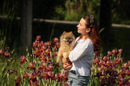 a young woman is holding a dog in a field of flowers at Aramyants Castle in Alaverdi