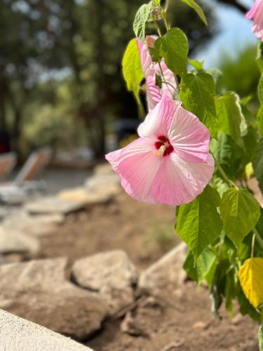 a pink flower on a bush with green leaves at A Casa Vadiiolina - Chambres d'hôtes d'exception in Sollacaro