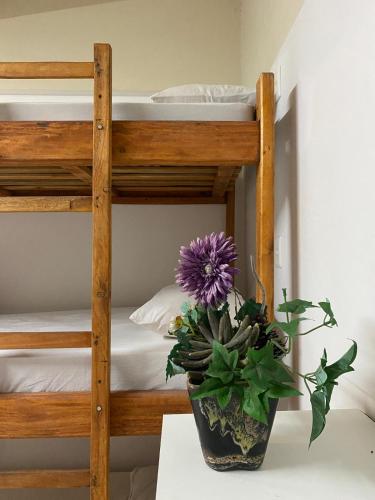 a potted plant sitting on a table next to a bunk bed at Trem Chic in Belo Horizonte