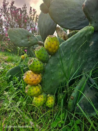 a group of green plants on the grass at Ecohotel Buenavista in Villa de Leyva