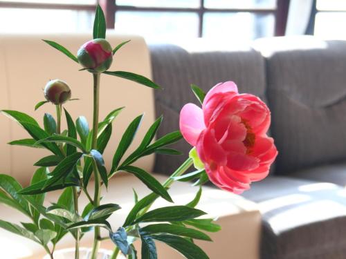 a pink flower in a vase next to a couch at Pension Mon Repos in Nozawa Onsen