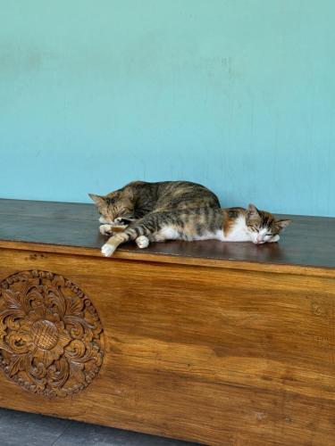 two cats laying on top of a wooden table at Secret Spot Surf and Stay in Kuta Lombok
