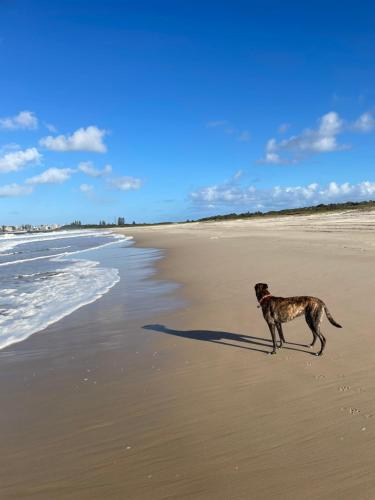Mascotas con sus dueños en Tuncurry tranquility PID -STRA - 59456