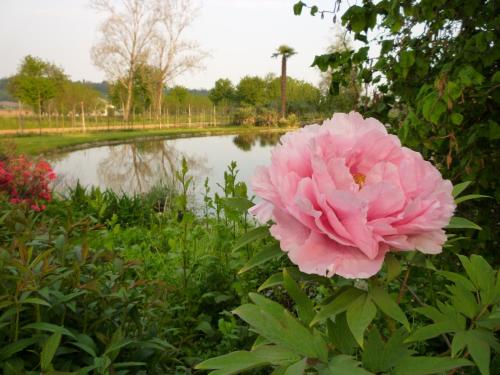 a pink flower in front of a pond at Country House Barone D'Asolo in Asolo