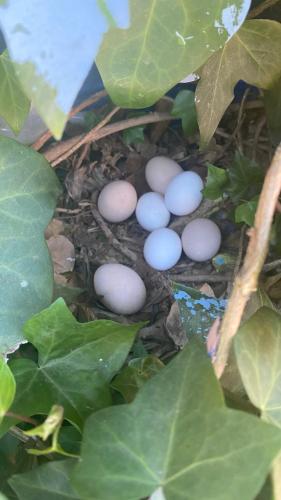 a group of eggs laying on the ground at Camping Nature & Mer Tahadart - Tentes & Caravans in Briyech