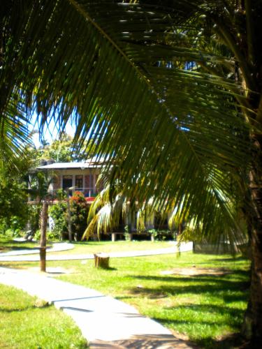 a palm tree sitting next to a sidewalk at Chill Vibes Hiriketiya in Hiriketiya