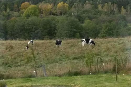 three cows grazing in a field of grass at Lägenhet på landet nära stan in Jonsered