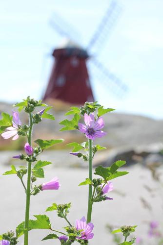 a group of purple flowers with a windmill in the background at Brygghuset Mollösund in Mollösund