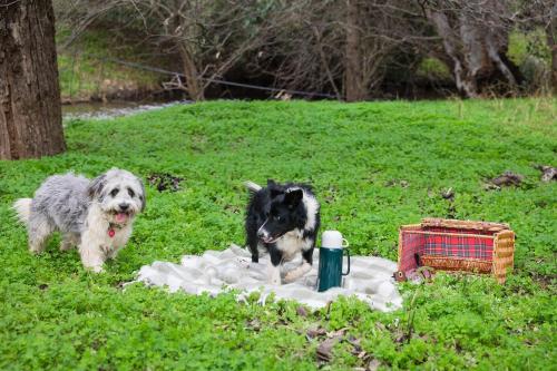 two dogs standing on a blanket in the grass at Pedlar Creek Tiny House by Tiny Away in McLaren Vale