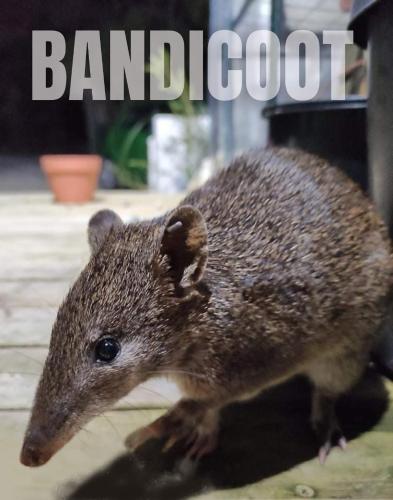 Zvířata v chaty nebo okolí