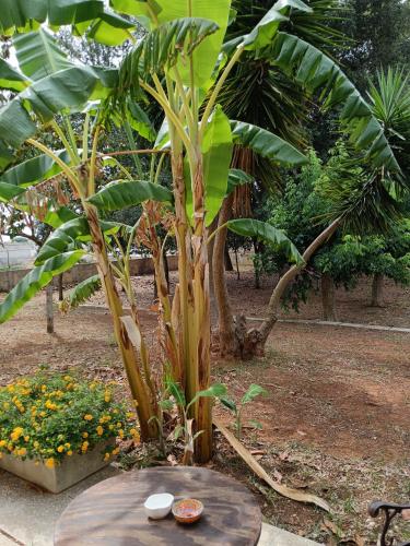 a wooden table in front of a banana tree at LA CASA DEL NOCE in Ruffano