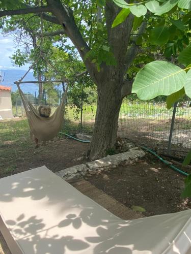 a hammock hanging from a tree in a yard at Green and Blue View in Elliniká