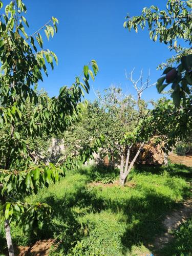 a tree in the middle of a green field at Guesthouse Koguchkon in Kara-Talaa