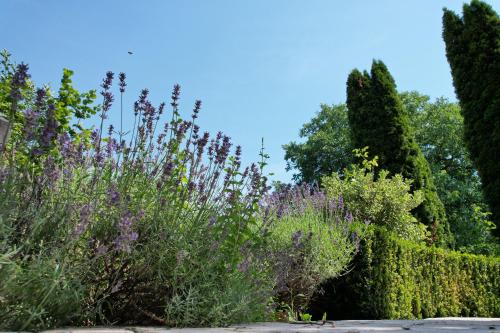 a garden with purple flowers and bushes at Casa Stefandra in Breaza