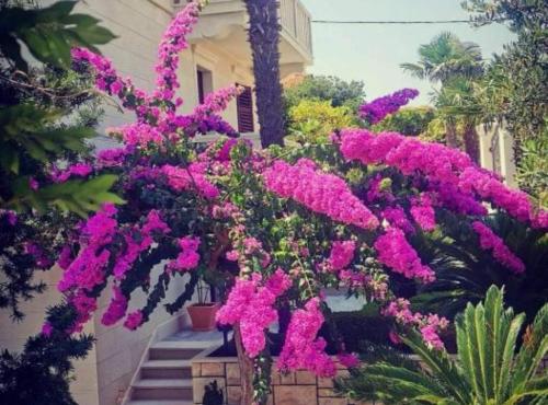 a bunch of pink flowers in front of a house at Apartments White House in Supetar