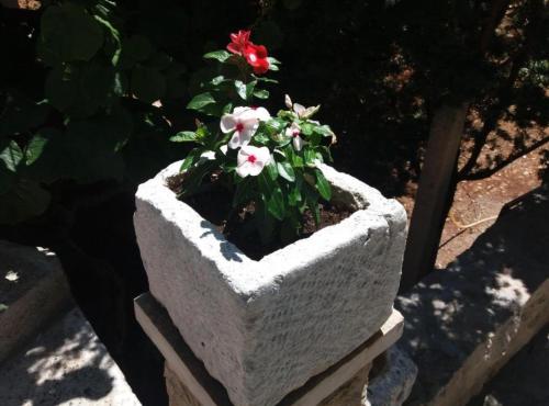 a white concrete planter with a red flower in it at Apartments White House in Supetar