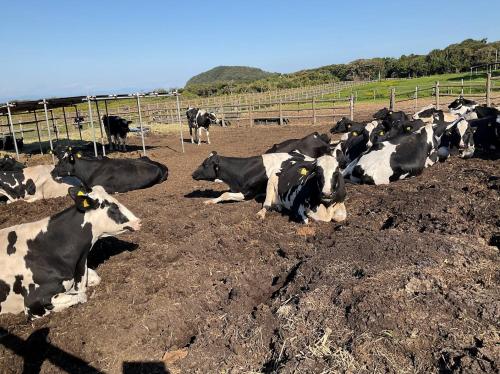 a herd of black and white cows laying in a field at TheOceanVilla Mare in Oshima