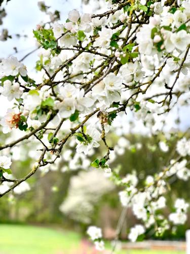 a close up of white flowers on a tree at Wohnen am Penzkofergut in Feichten
