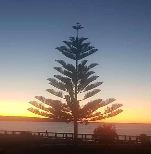 a pine tree in front of the ocean at sunset at Beach House-Town House in Eden