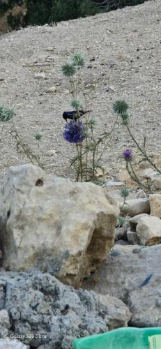 a bird sitting on a rock next to a flower at Dana historic village in Dana