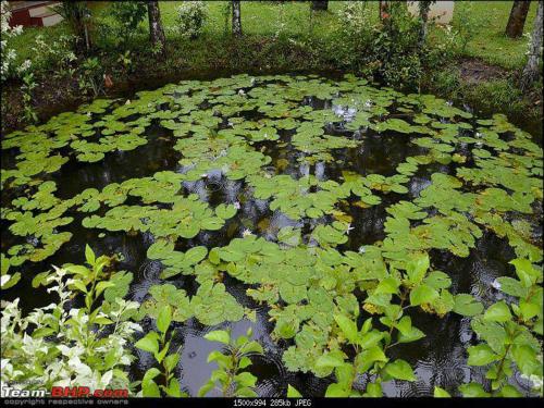 a pond filled with lots of green plants at Abad Turtle Beach in Mararikulam