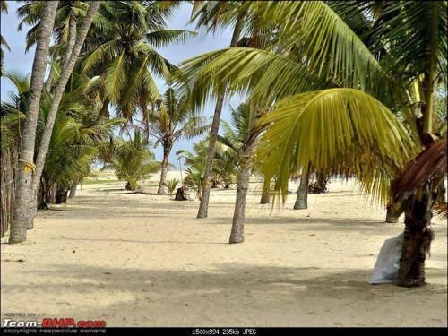 a row of palm trees on a sandy beach at Abad Turtle Beach in Mararikulam