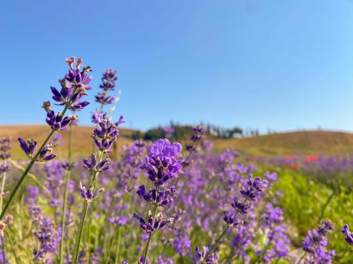 a field of purple flowers in a field at Tenuta d'Arbia, Siena in Monteroni dʼArbia