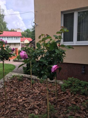 a group of three pink roses in a garden at Red Stone in Truskavets