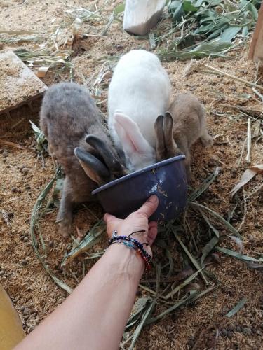 a person holding a bowl with two rabbits at Hotel Campestre El Triunfo in San Agustín