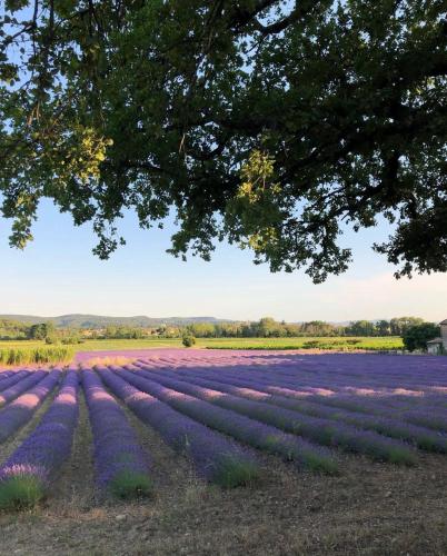 a field of purple flowers under a tree at La petite plaine in Clansayes