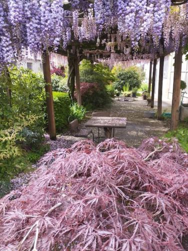 a garden with purple wisterias hanging over a bench at Al Grillo in Carrù