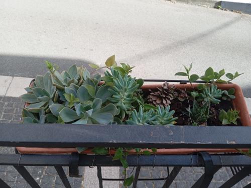 a tray of plants sitting on a table at Principe Umberto in Contursi Terme