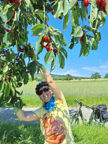 a man is standing under a tree picking cherries at Appartement ROSalia in Forchtenstein