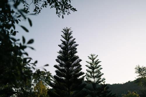 two christmas trees in the foreground with mountains in the background at Sometimes Khaoyai in Ban Muak Lek Nai