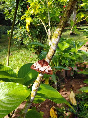 a large brown mushroom on a tree branch at CAMPOWASI Hostel in Morales