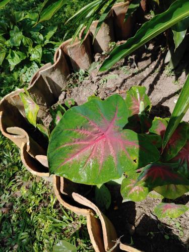 a green plant with red leaves in a garden at CAMPOWASI Hostel in Morales