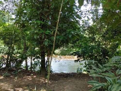 a river in the middle of a forest with trees at CAMPOWASI Hostel in Morales
