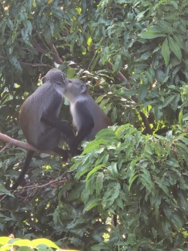 two monkeys are sitting in a tree at MONKEY MOUNTAIN LODGE in Mtende