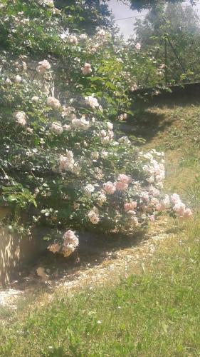 ein Busch mit rosa Blüten auf einer Wiese in der Unterkunft La gazza allegra in Querciola