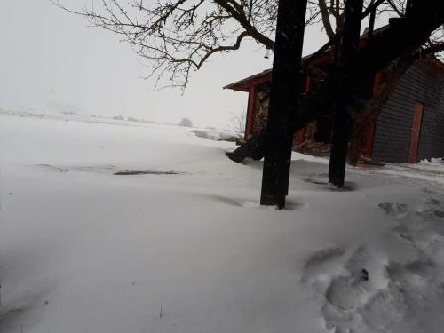 a snow covered yard with a tree and a house at Nilseni in Jelgava