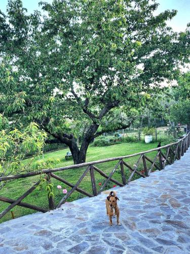 Κατοικίδιο ή κατοικίδια επισκεπτών που μένουν στο Casale Sant'Egidio - Lago di Bolsena
