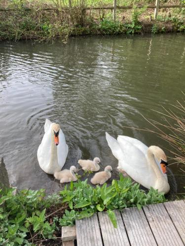 a group of swans and babies in the water at Côté Rivière in Ézy-sur-Eure
