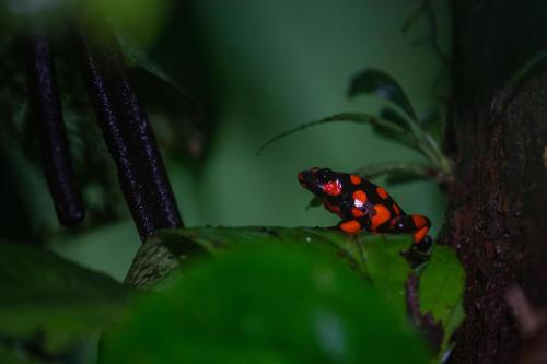 a red and black beetle sitting on a green leaf at Ostional River in Arusí